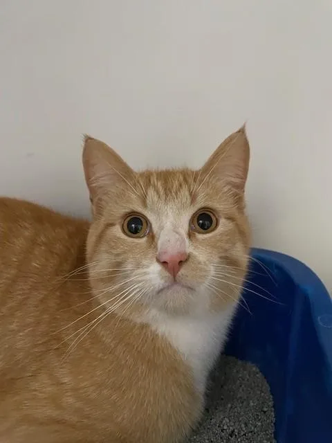 A young medium-sized male Orange & White Domestic Short Hair cat named Jerry for adoption in Hayward, WI
