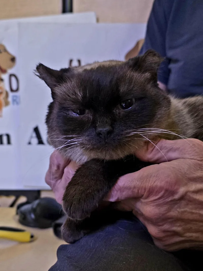 C Litter Twila thumbnail 2