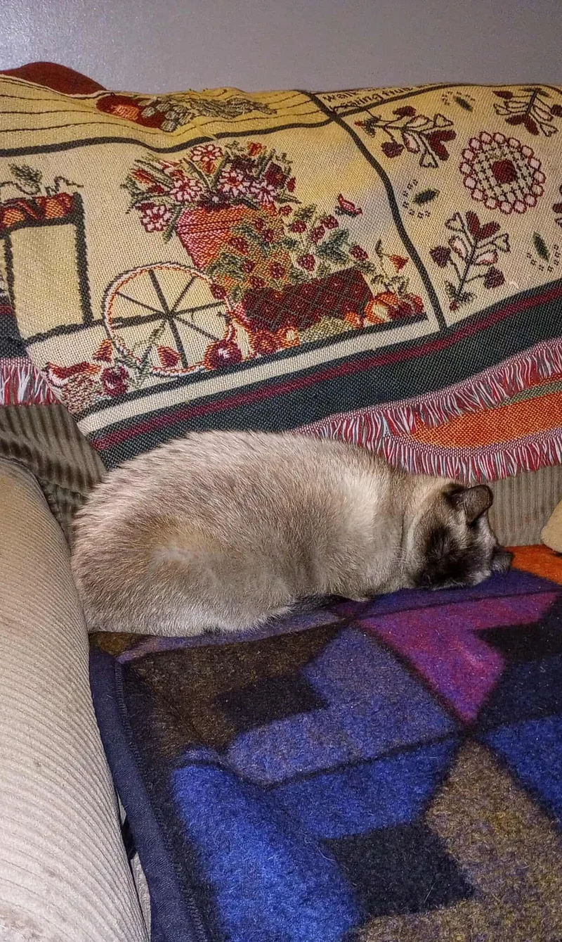 C Litter Twila thumbnail 3