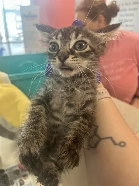 A baby small-sized male Domestic Short Hair cat named Roderick Usher for adoption in Louisville, KY