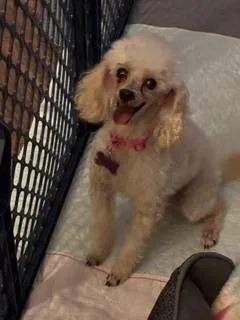 An adult small-sized female Poodle dog named Poodle Toy My for adoption in Omaha, NE