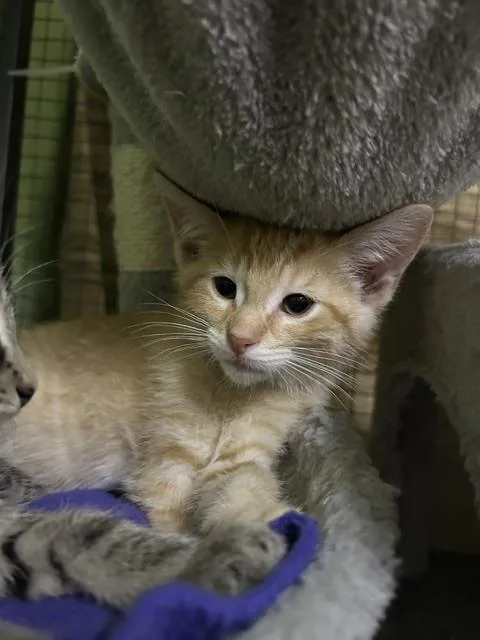A baby small-sized male Tabby (Orange / Red) Domestic Short Hair cat named Macho Fern for adoption in Muskegon, MI