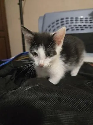 A baby small-sized male Domestic Short Hair cat named Maverick for adoption in Lawrenceville, GA