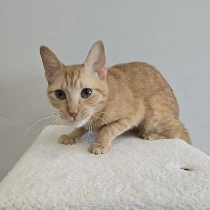 A young small-sized female Domestic Short Hair cat named Elote for adoption in Janesville, WI
