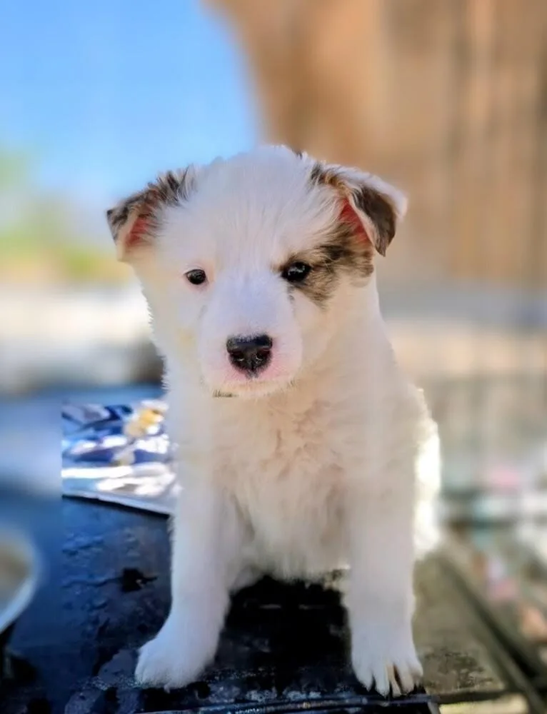 A baby medium-sized female Australian Shepherd dog named Selena for adoption in Evergreen, CO