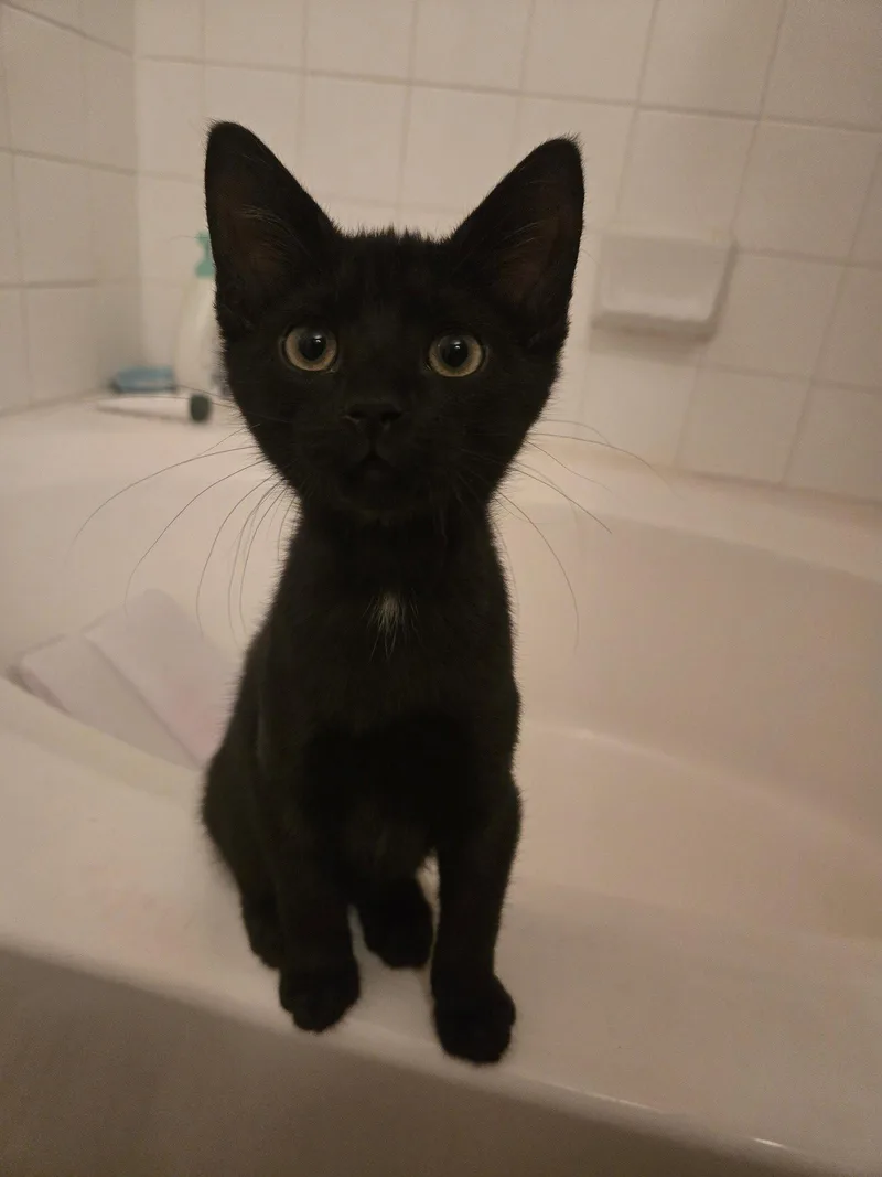 A young medium-sized male Domestic Short Hair cat named Gabriel for adoption in McKinney, TX