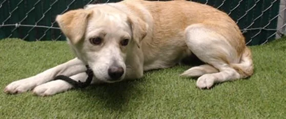 A young medium-sized female Labrador Retriever dog named Lina for adoption in Downey, CA