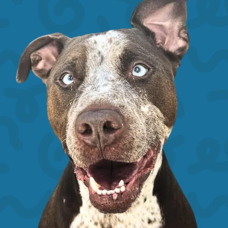 An adult large-sized male Brown / Chocolate German Shorthaired Pointer dog named Ace for adoption in Reno, NV