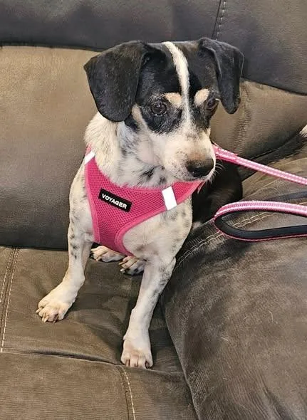 An adult small-sized female Tricolor (Brown, Black, & White) Mixed Breed dog named Chispa Marie for adoption in Ronkonkoma, NY