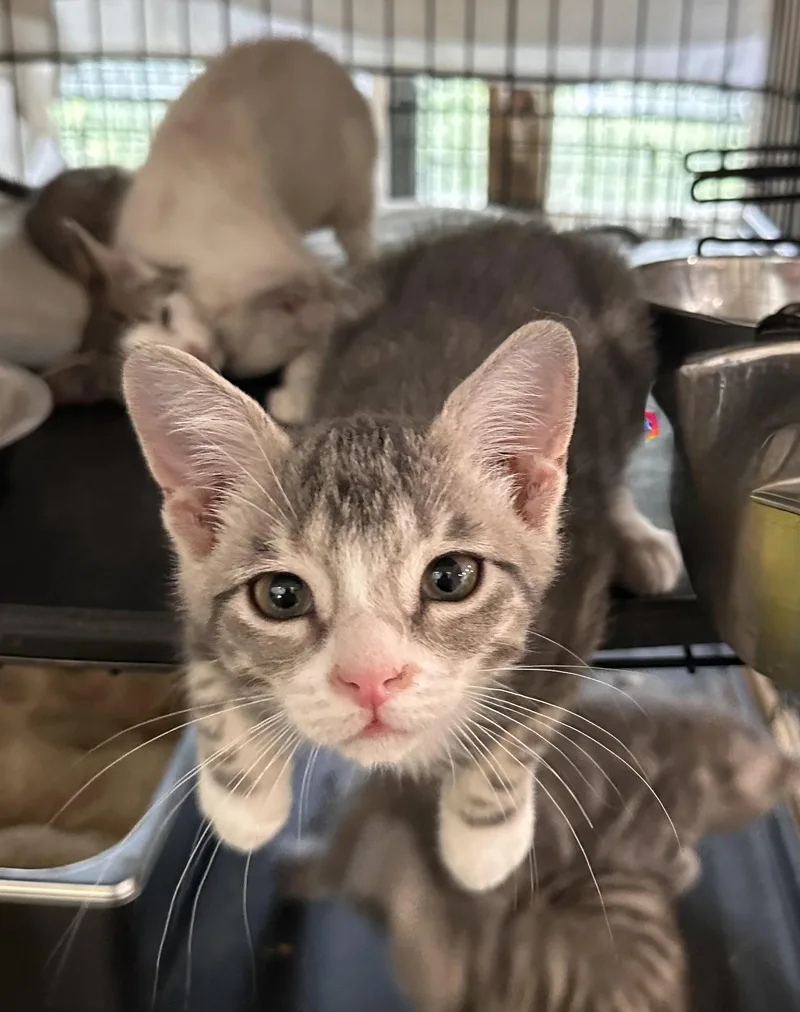A young medium-sized male Domestic Short Hair cat named Sean for adoption in Locust Grove, VA