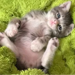 A baby small-sized male Gray / Blue / Silver Domestic Short Hair cat named Winning Tribute for adoption in Austin, TX