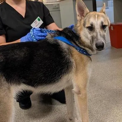 An adult large-sized female Mixed Breed dog named Diamond for adoption in Jacksonville, FL