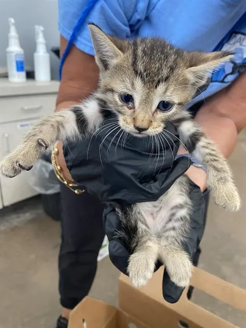 A baby medium-sized female Domestic Short Hair cat named Abigail for adoption in Dallas, TX