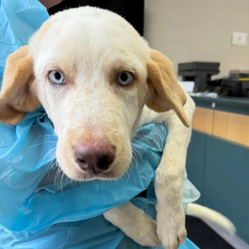 A baby medium-sized female White / Cream Mixed Breed dog named Rena for adoption in Grand Rapids, MI