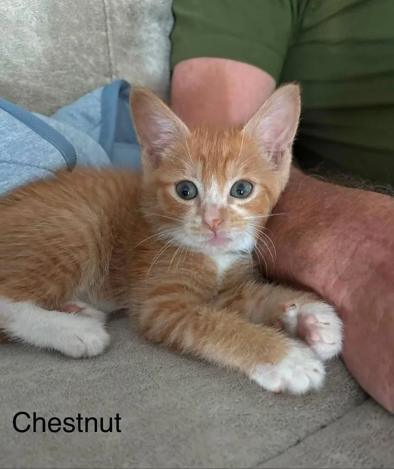 A baby small-sized male Domestic Short Hair cat named Chestnut for adoption in Sebastian, FL