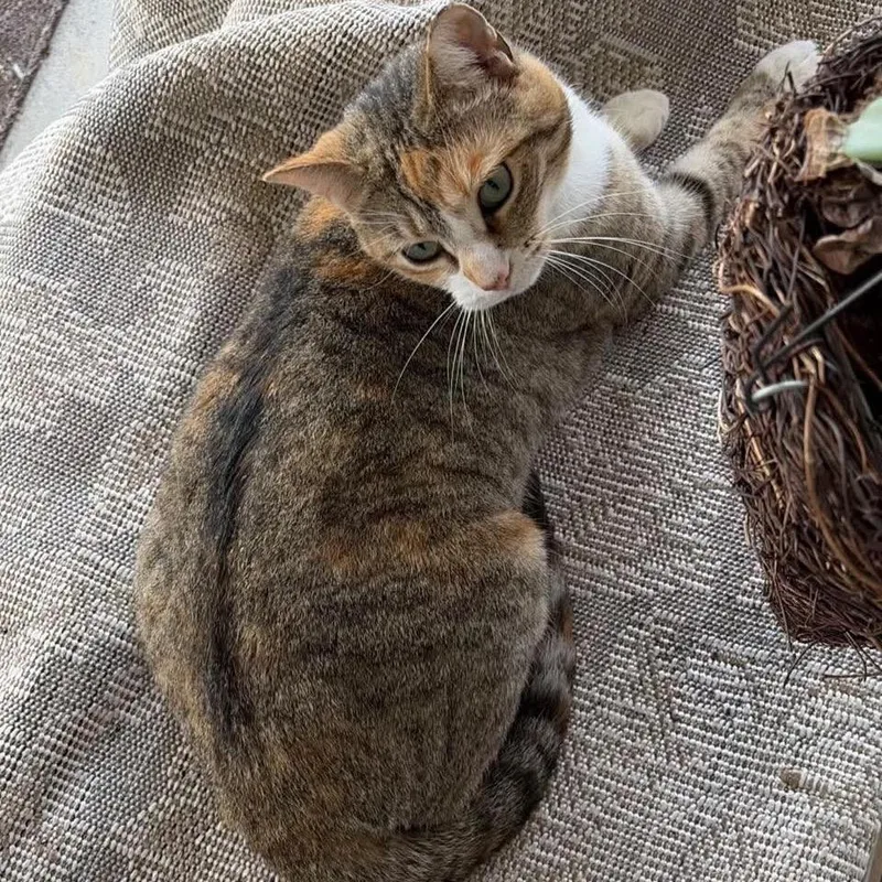 An adult small-sized female Calico Domestic Short Hair cat named Stella for adoption in Normal, IL