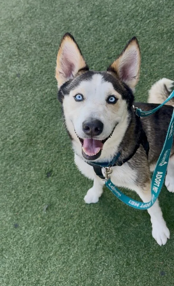 An adult large-sized male Siberian Husky dog named Alex for adoption in San Diego, CA