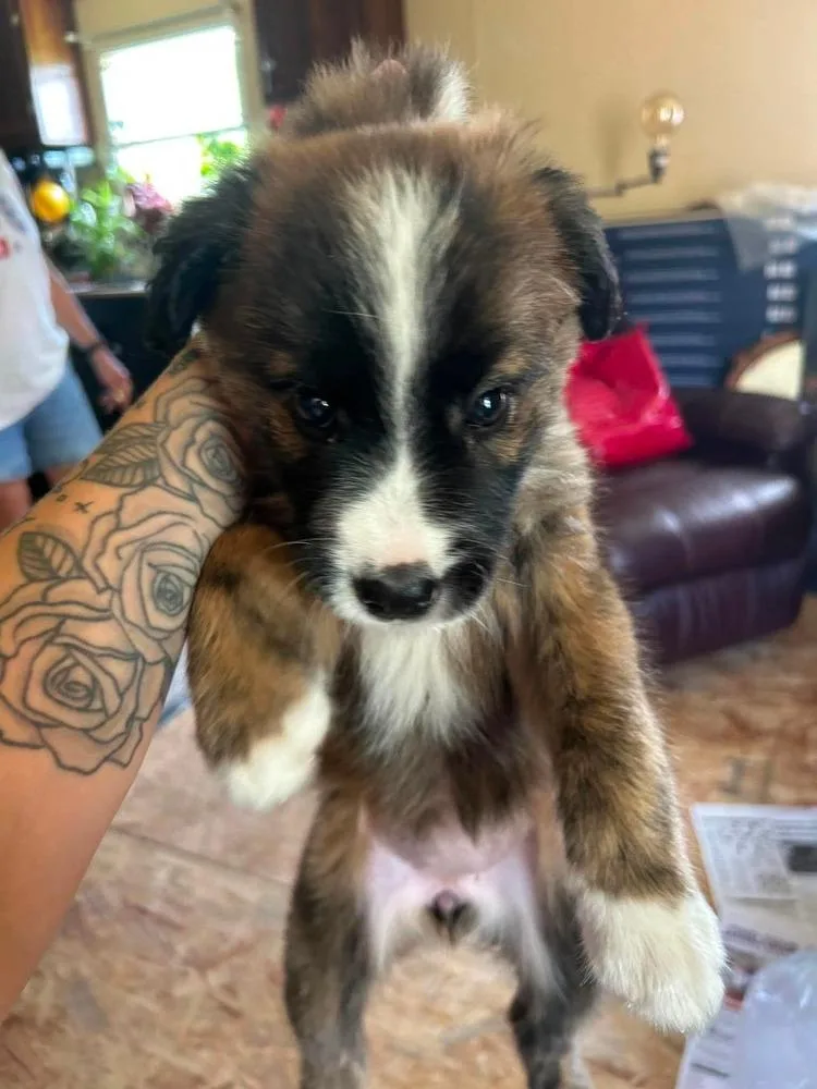 A baby small-sized female Australian Shepherd dog named Anda for adoption in Ontario, CA