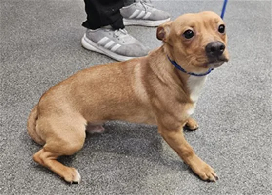 An adult small-sized male Chihuahua dog named Max for adoption in Los Angeles, CA