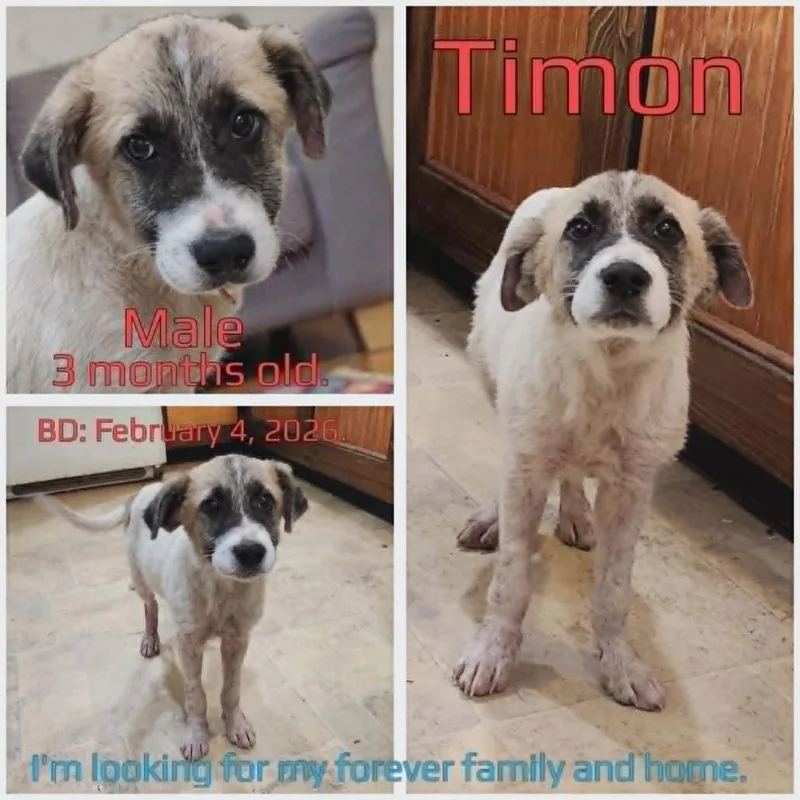 Timon thumbnail 2