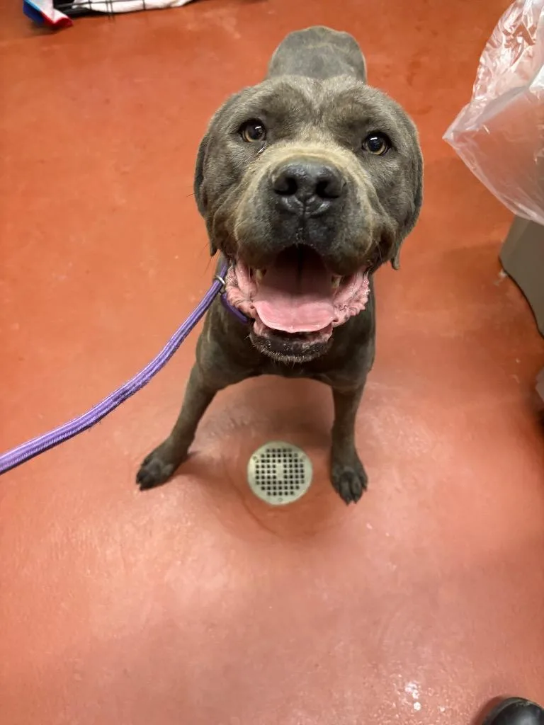 An adult large-sized female Mixed Breed dog named Lola for adoption in Douglasville, GA