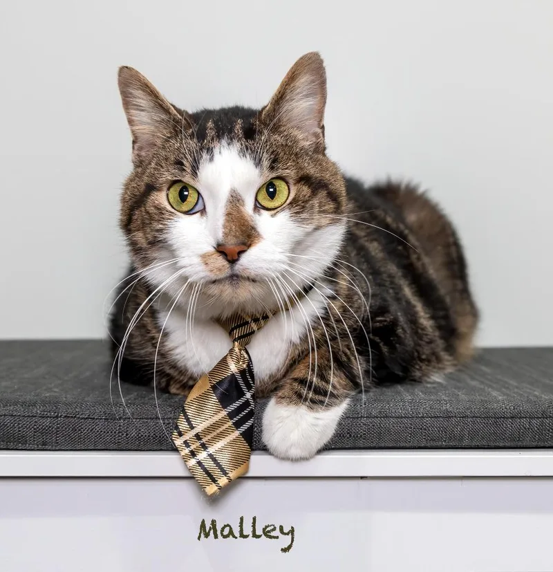 Malley thumbnail 2