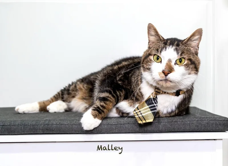 Malley thumbnail 3