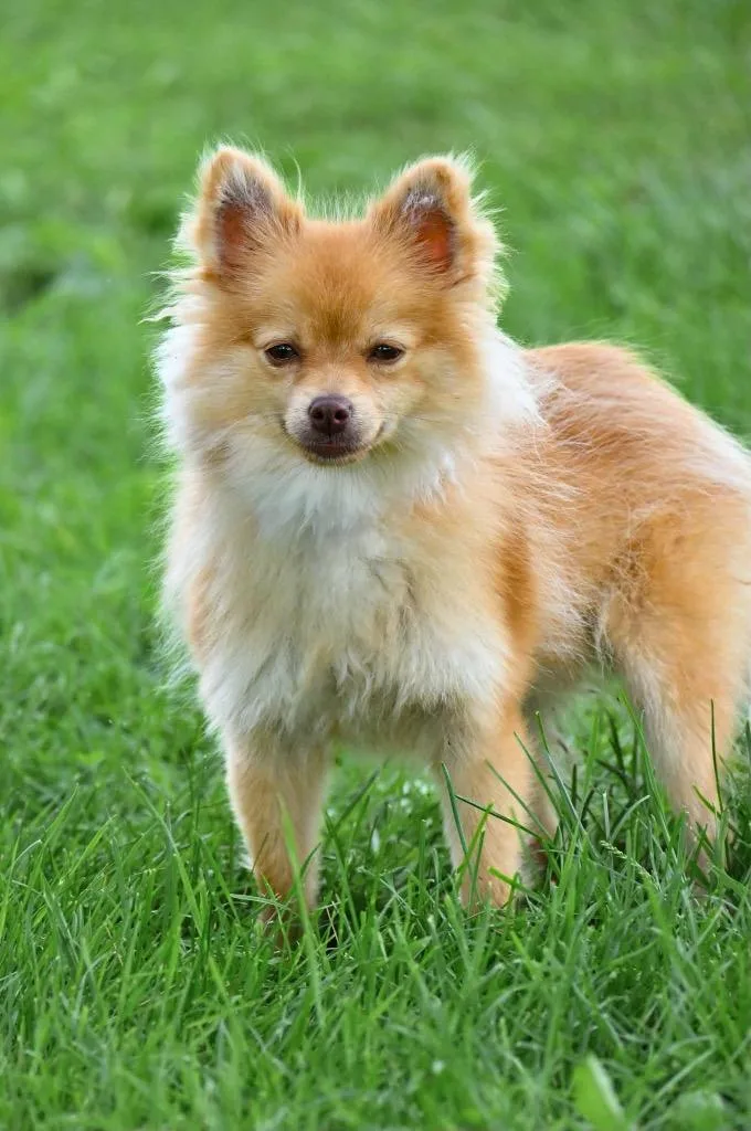 A baby small-sized male Pomeranian dog named Tim for adoption in Lagrange, IN