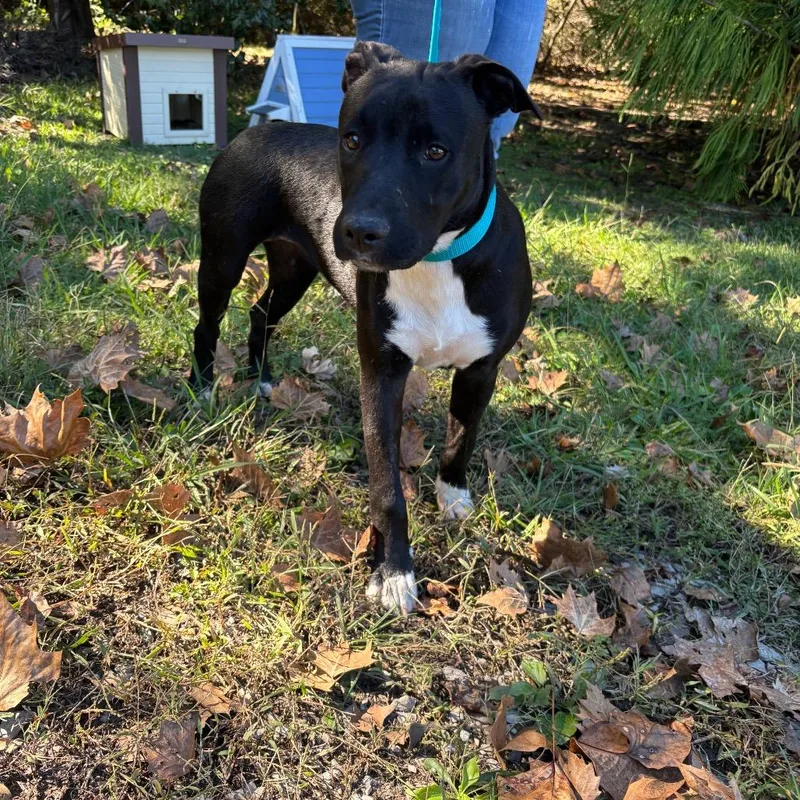 A young medium-sized female Black Mixed Breed dog named Ollie for adoption in Clanton, AL