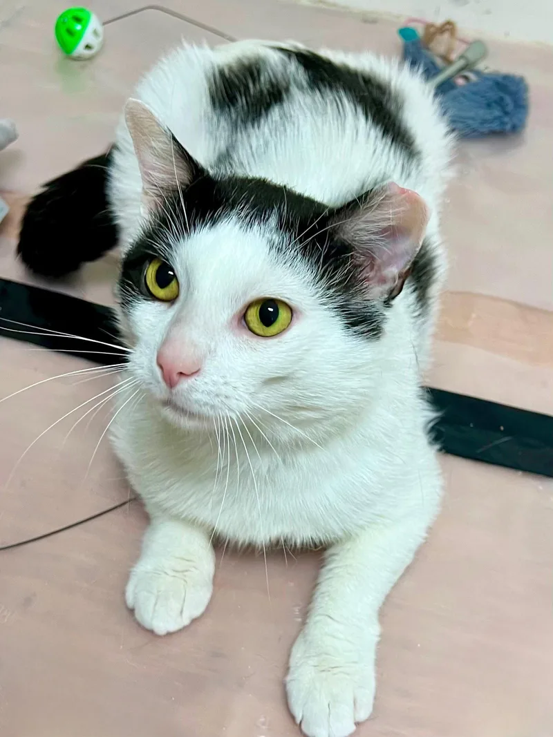 Nimbuswg Petsmart