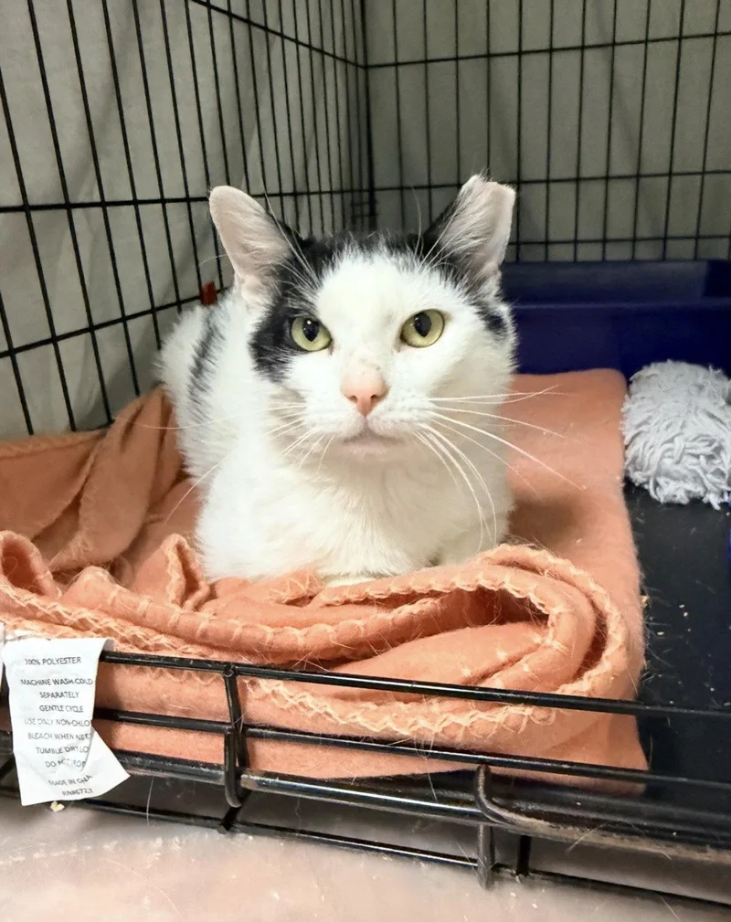 Nimbuswg Petsmart thumbnail 2