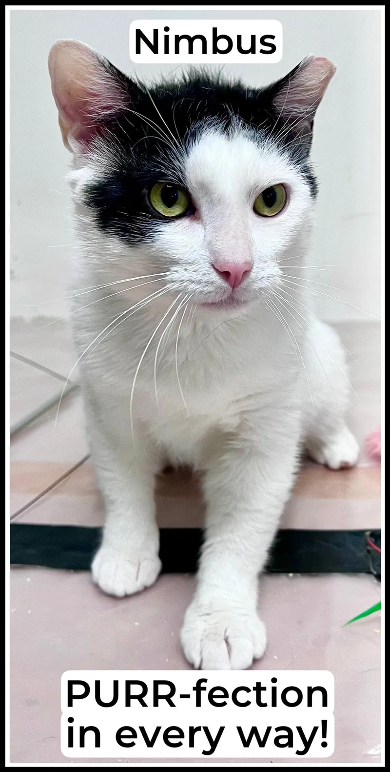Nimbuswg Petsmart thumbnail 3