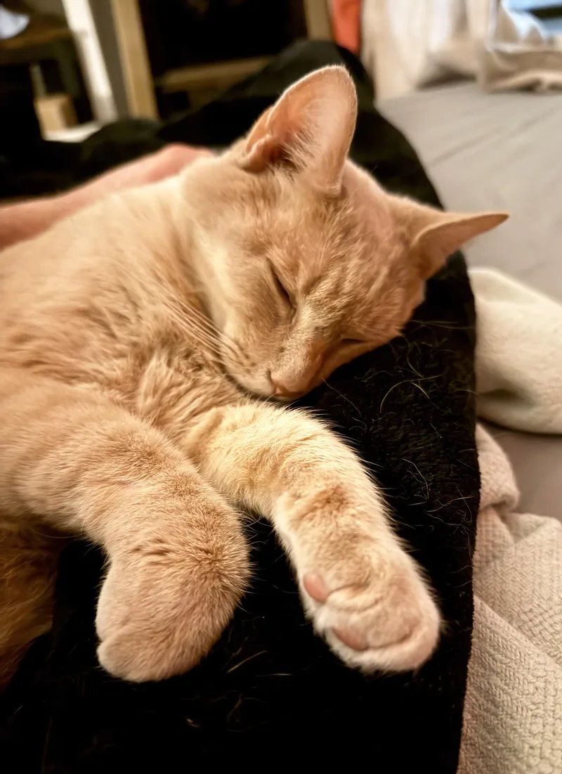 An adult medium-sized male Orange / Red Domestic Short Hair cat named Arthur for adoption in New York, NY