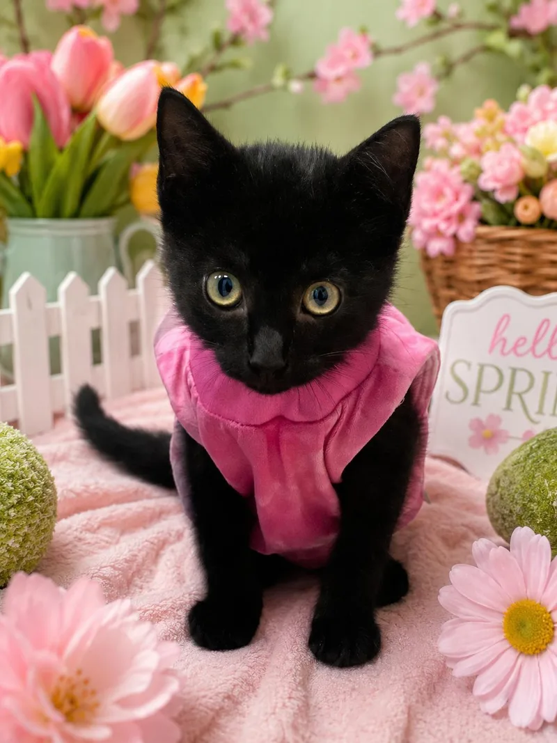 A young medium-sized female Black Domestic Short Hair cat named Jaycee for adoption in Belleville, MI