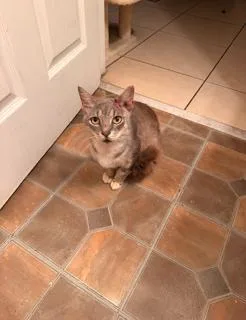 An adult medium-sized male Domestic Short Hair cat named Cashmere for adoption in Miami, FL