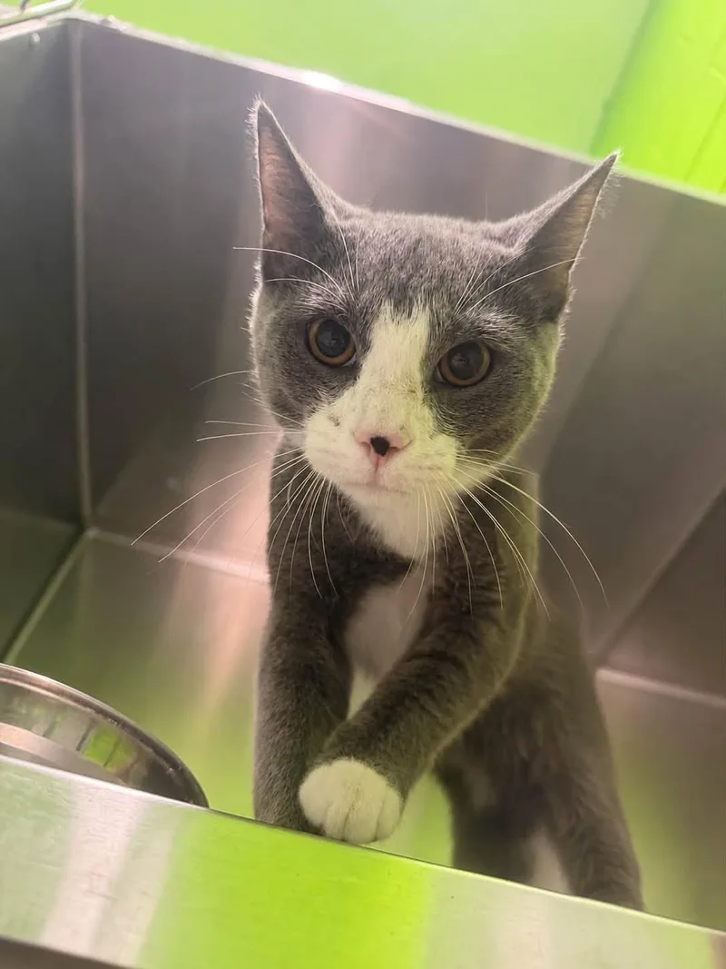 An adult medium-sized male Gray & White Domestic Short Hair cat named Carl for adoption in Lincoln Park, MI