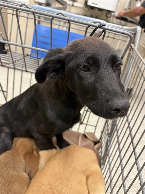 A baby small-sized female Labrador Retriever dog named Mia for adoption in Conroe, TX