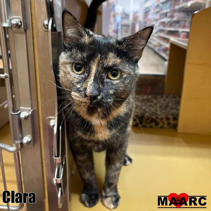 An adult medium-sized female Domestic Short Hair cat named Clara for adoption in Maryville, TN