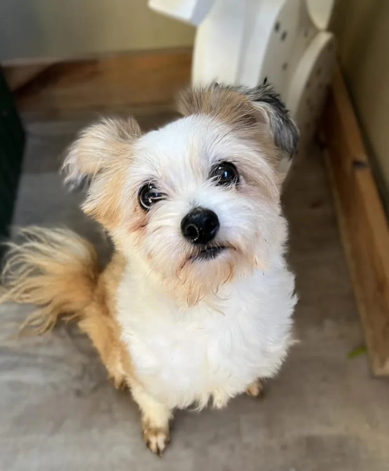 An adult medium-sized female Shih Tzu dog named Cinnamon for adoption in Genoa, IL