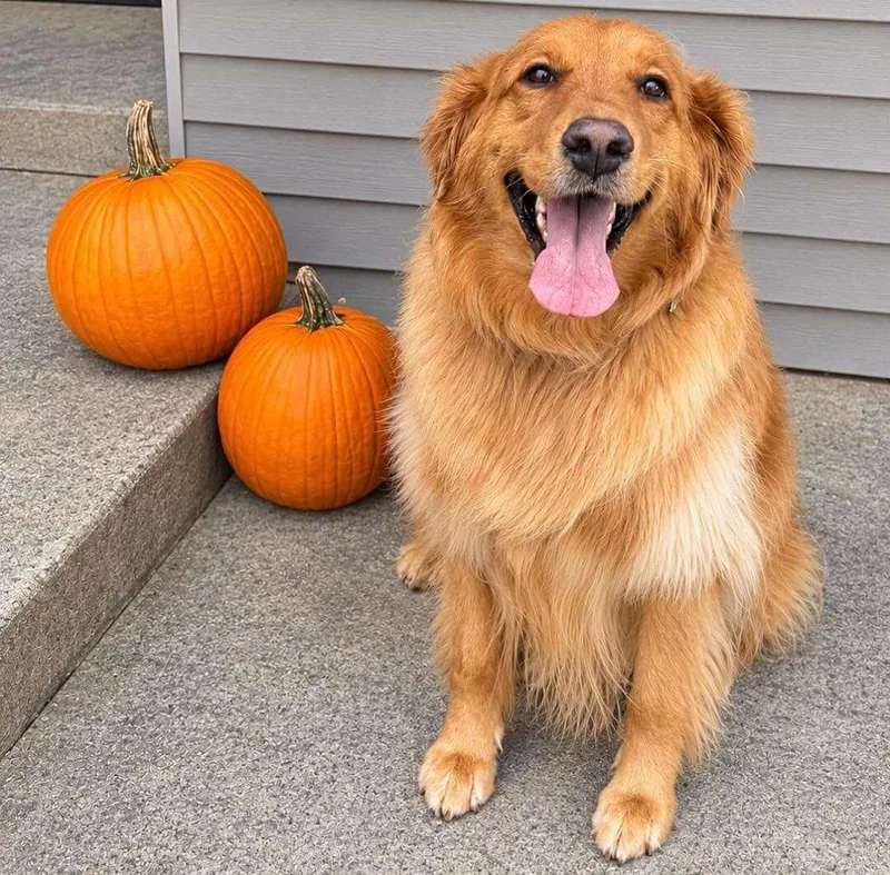 An adult large-sized female Golden Retriever dog named Ava for adoption in Waterville, OH