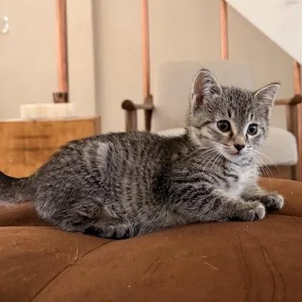 A baby medium-sized male Black Domestic Short Hair cat named Guppy Mollie for adoption in brooklyn, NY