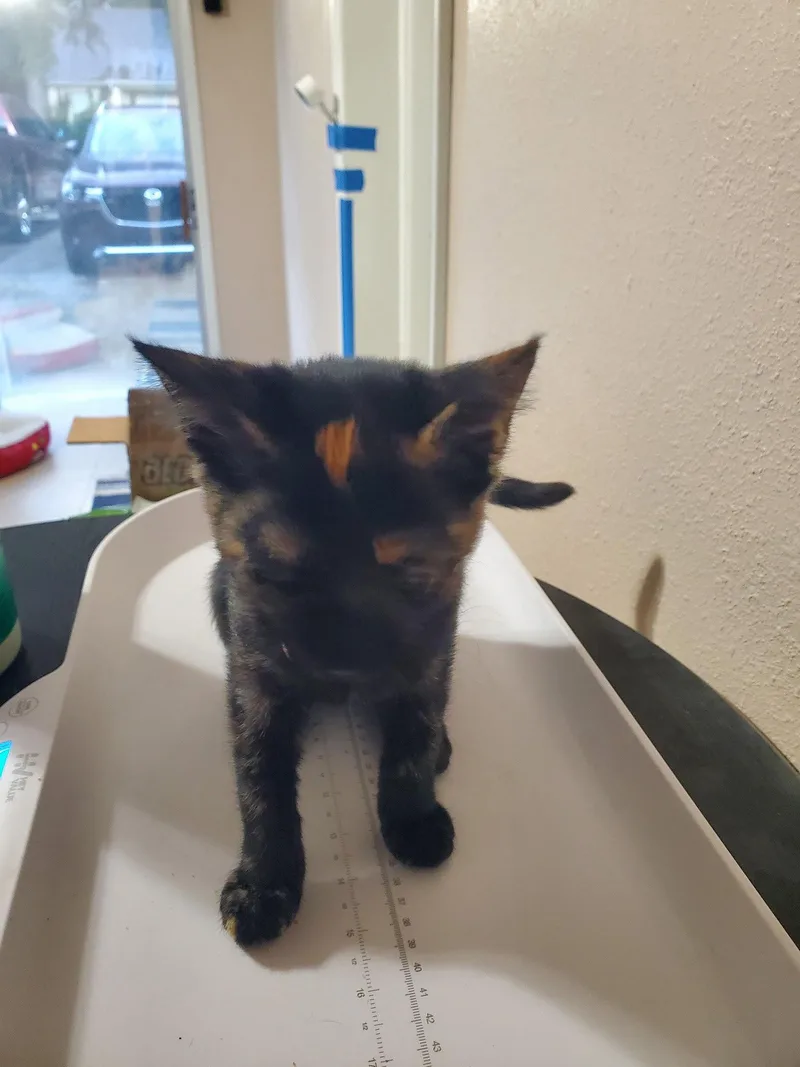 A baby medium-sized female Domestic Short Hair cat named Diamond for adoption in Oviedo, FL