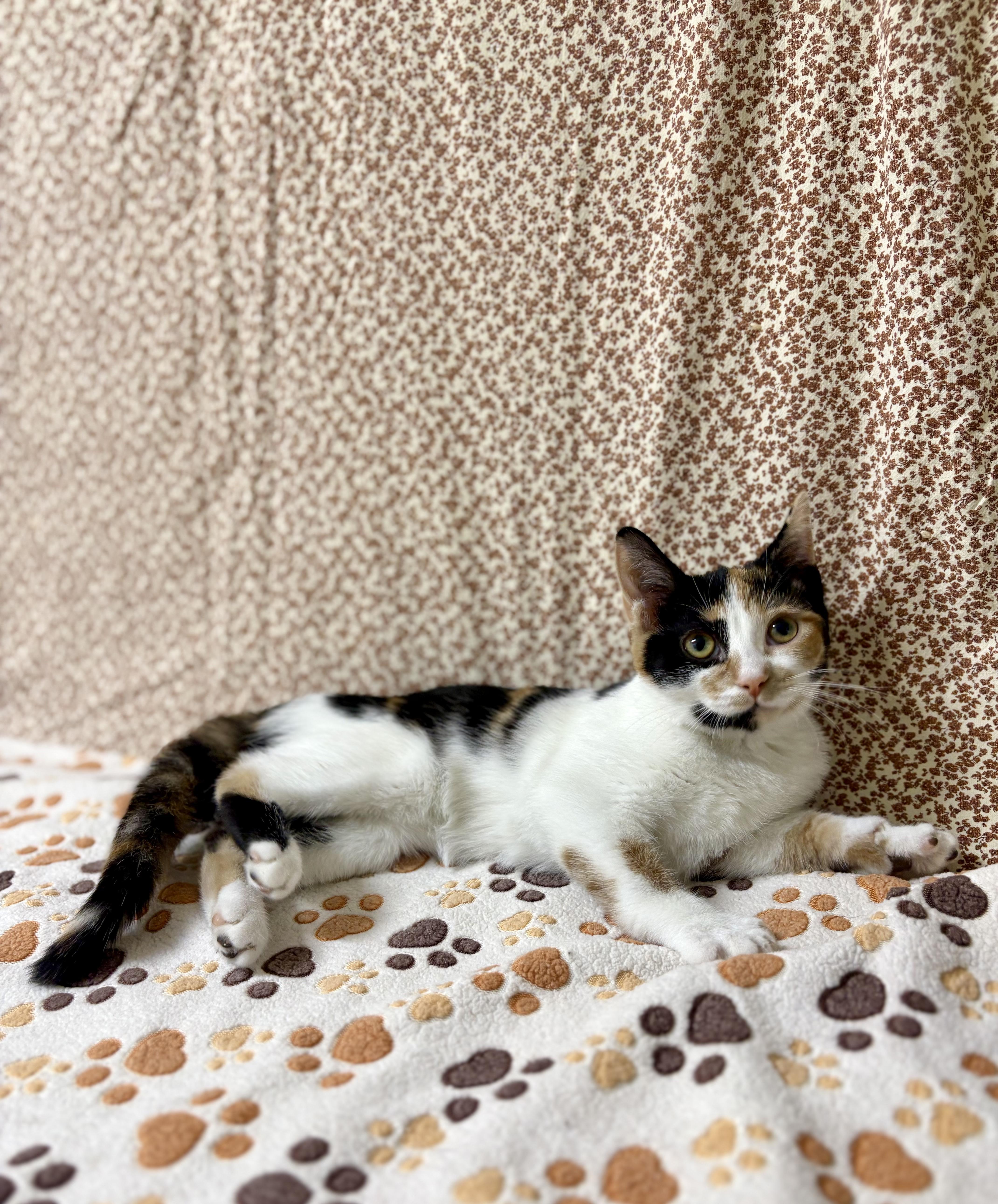 A young medium-sized female Calico Domestic Short Hair cat named Butterscotch for adoption in Upper Sandusky, OH