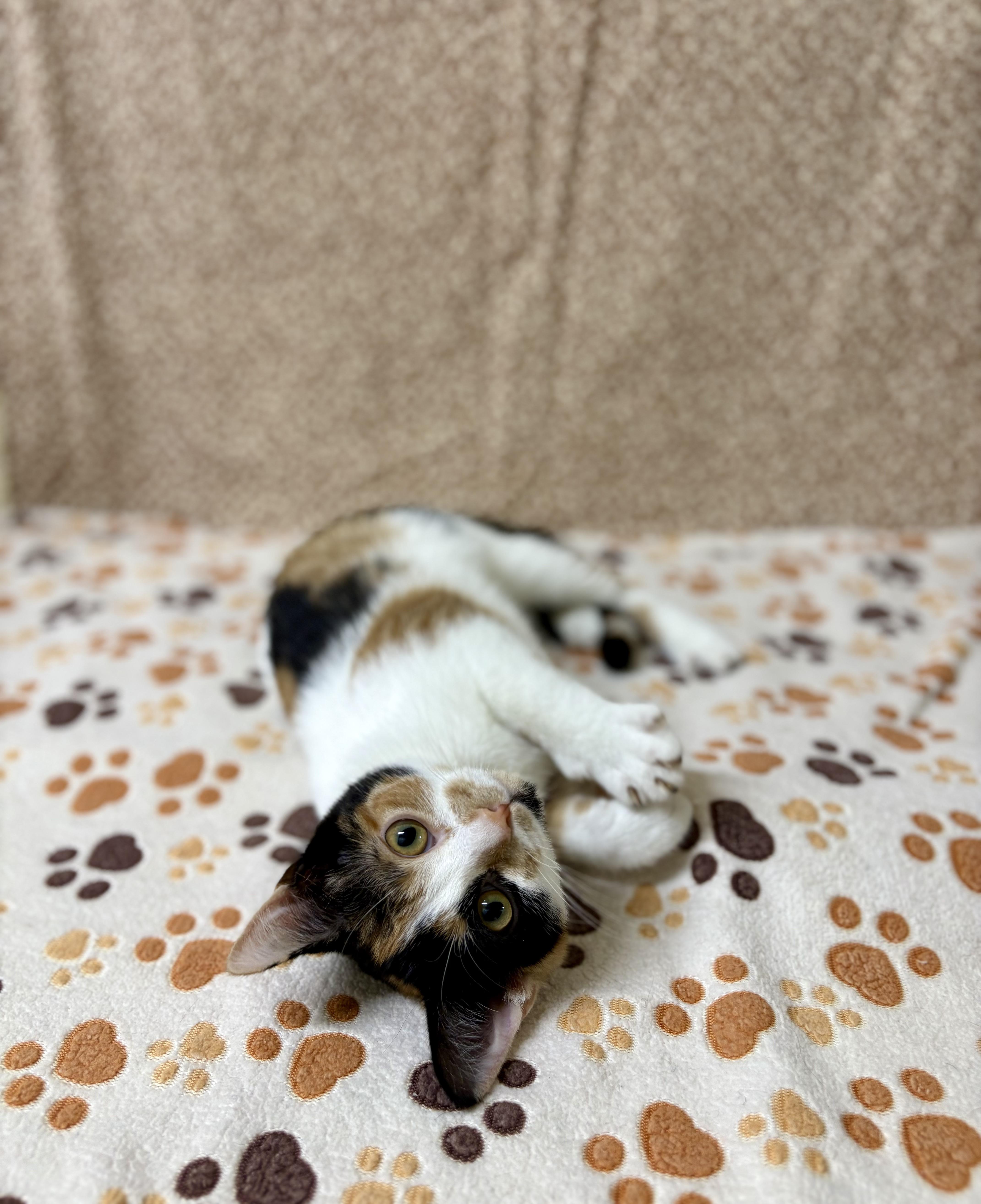 Butterscotch thumbnail 3