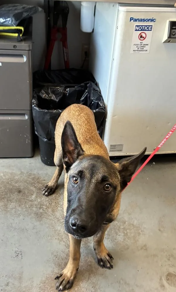 A young medium-sized male Belgian Shepherd / Malinois dog named Gator Tot for adoption in Salt Lake City, UT