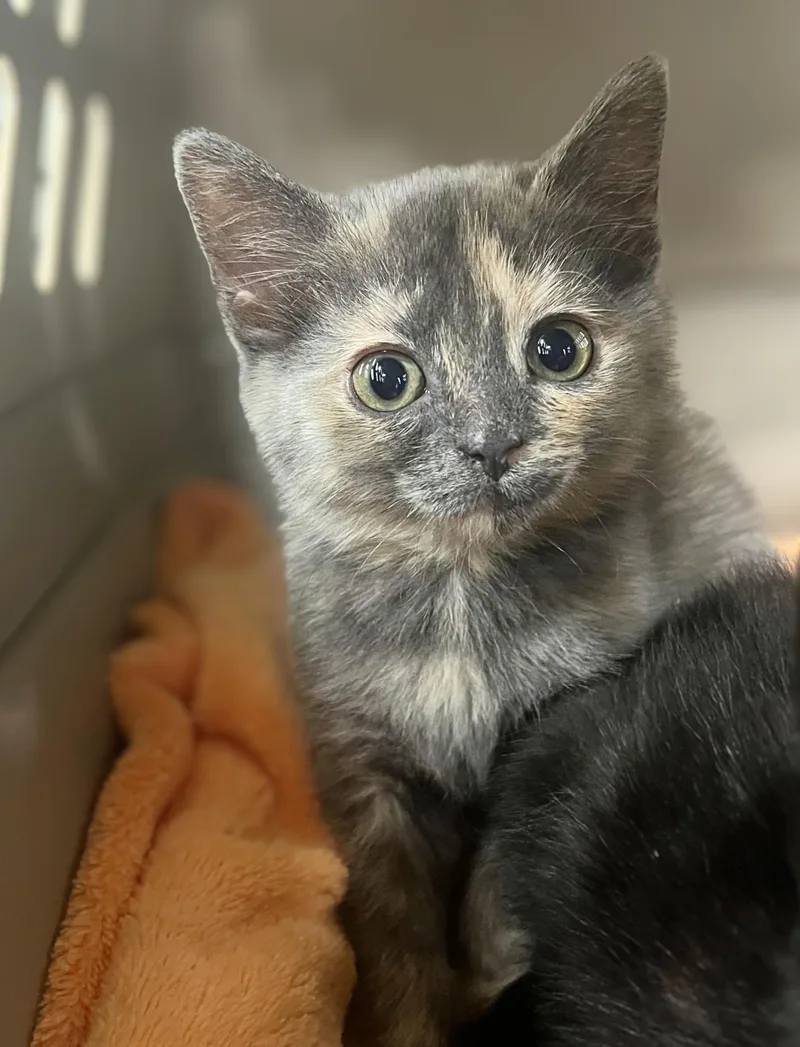 A baby medium-sized female Dilute Tortoiseshell Domestic Short Hair cat named Bonnie Parker for adoption in Seville, OH