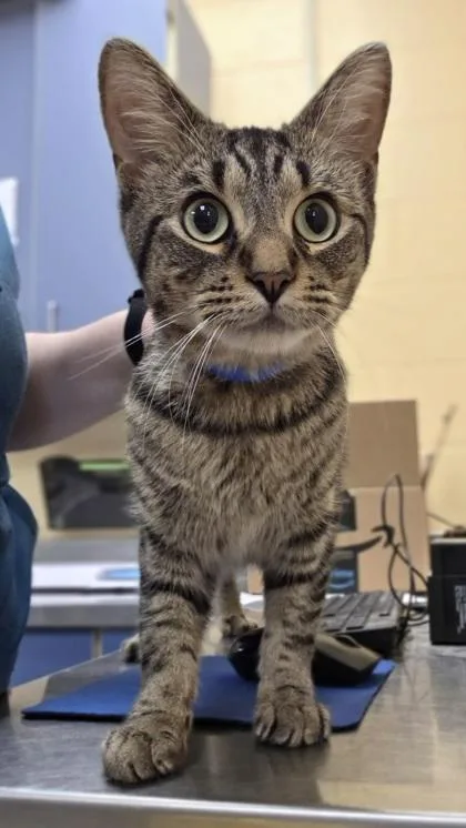 A young small-sized male Domestic Short Hair cat named Baboon for adoption in Westland, MI