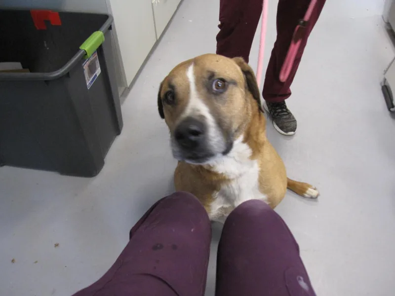 An adult large-sized male Mixed Breed dog named Chaos for adoption in Santa Fe, NM
