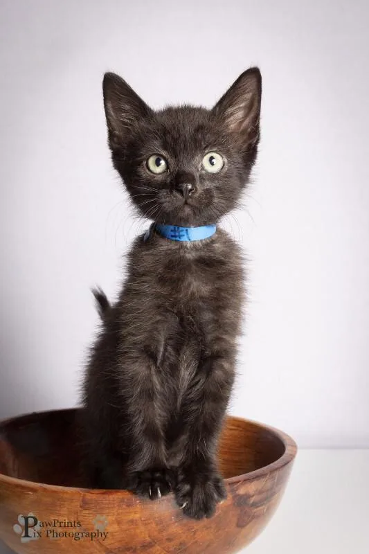 A young medium-sized male Black Domestic Short Hair cat named Woody for adoption in Maryville, TN
