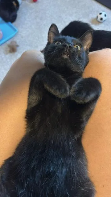 A baby medium-sized male Black Domestic Short Hair cat named Aragorn and Samwise for adoption in Springfield, OR